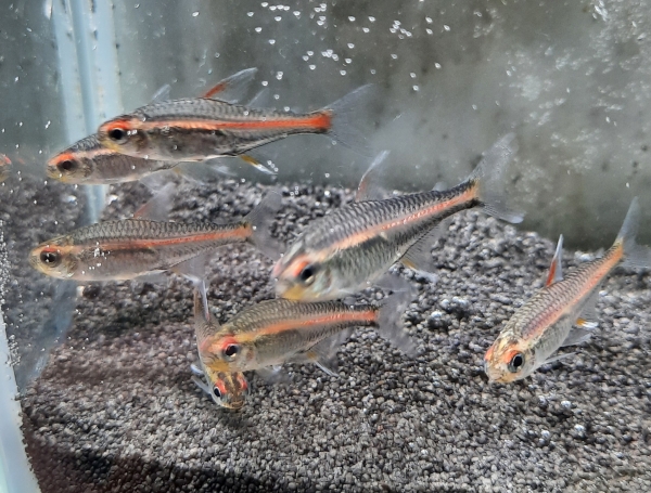 Glühlichtsalmler , Hemigrammus erythrozonus